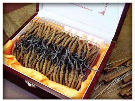 新都冬虫夏草回收